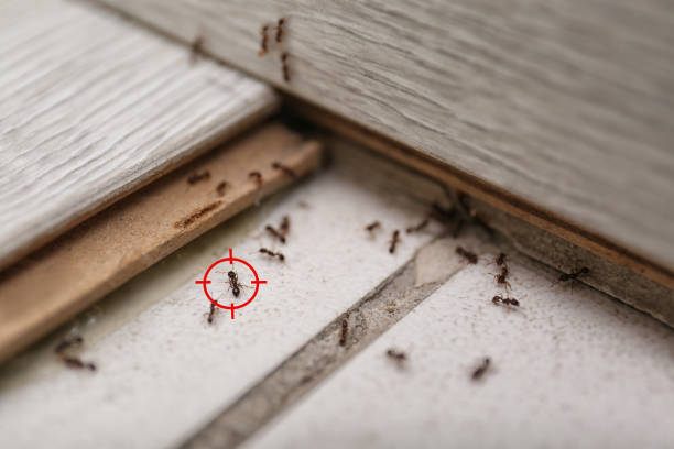Best Bed Bug Extermination  in Richgrove, CA