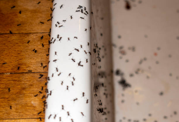 Richgrove, CA Pest Control Company